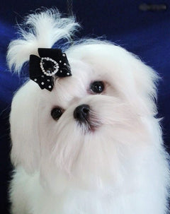 Bichon