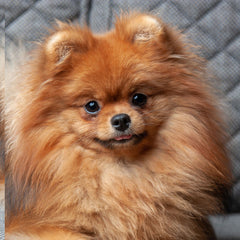 Spitz nain
