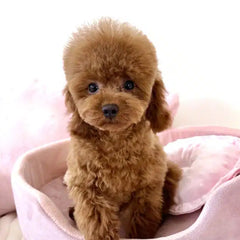 Caniche toy
